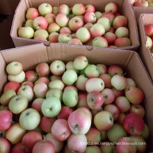 Manzana fresca, galleta roja sin bolsa